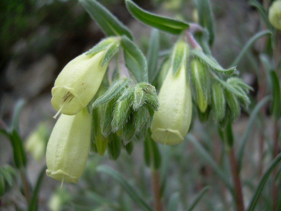 Оносма многолистная Onosma polyphylla
