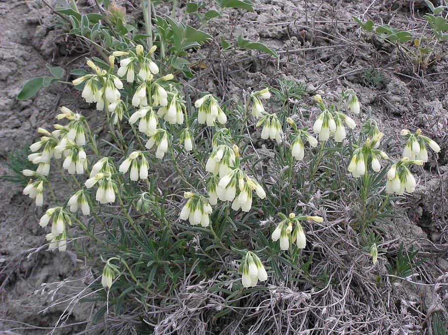 Оносма многолистная Onosma polyphylla