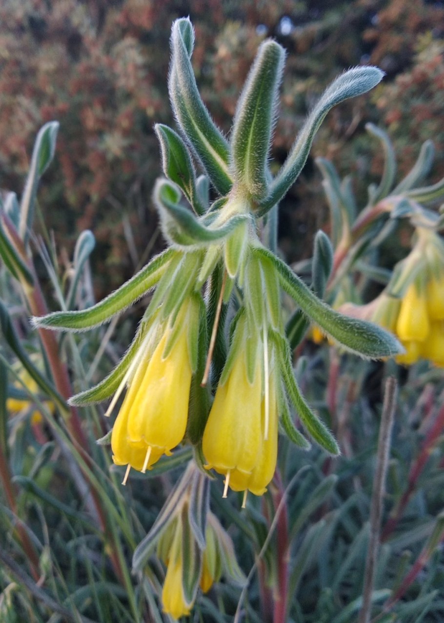 Оносма прицветниковая