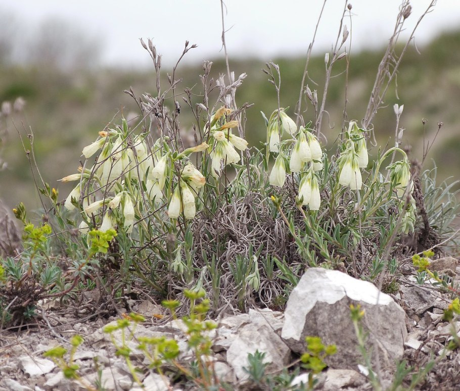 Оносма многоцветная