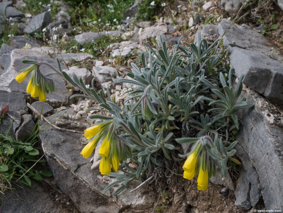 Оносма многолистная