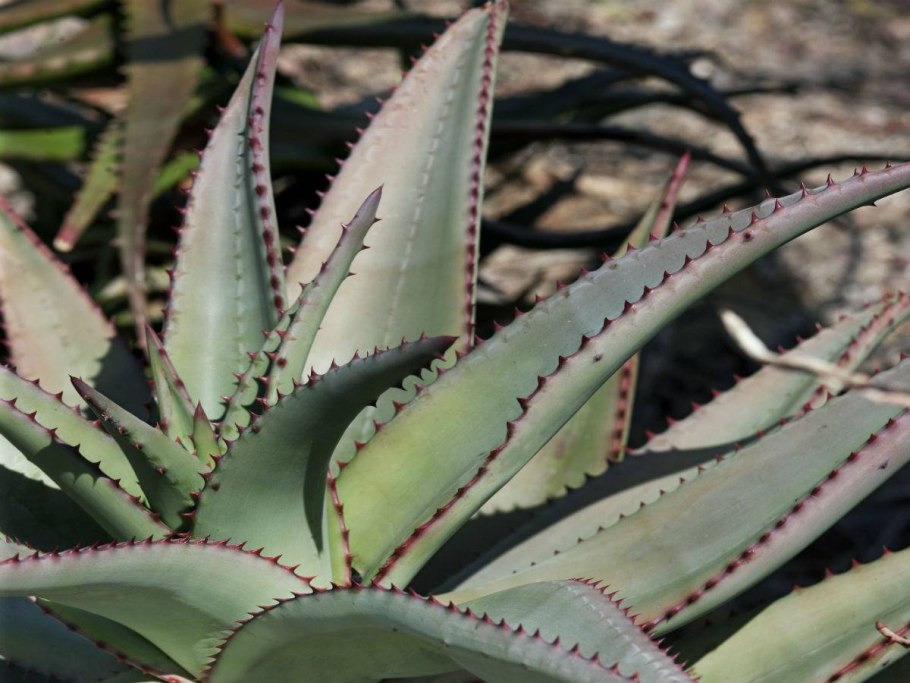 Суккулент алоэ хавортия