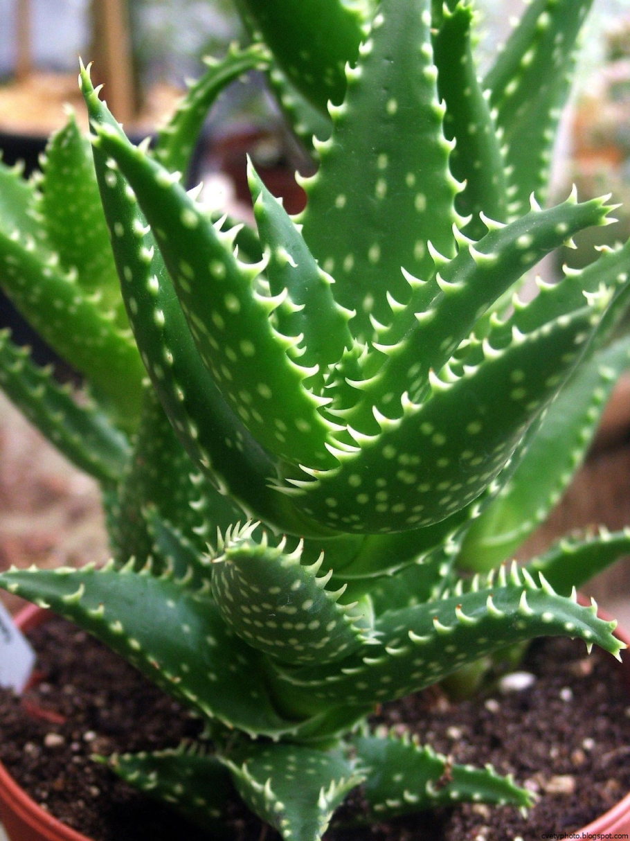 Алое древовидное столентий