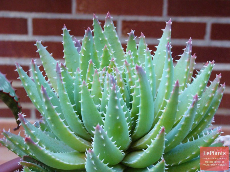 Суккулент алоэ Вера