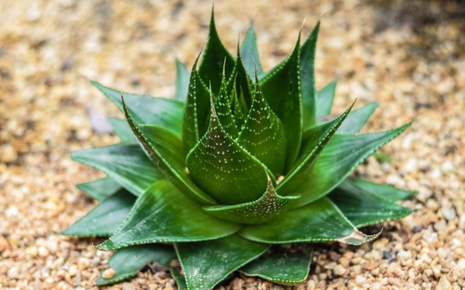 Алоэ конголензис