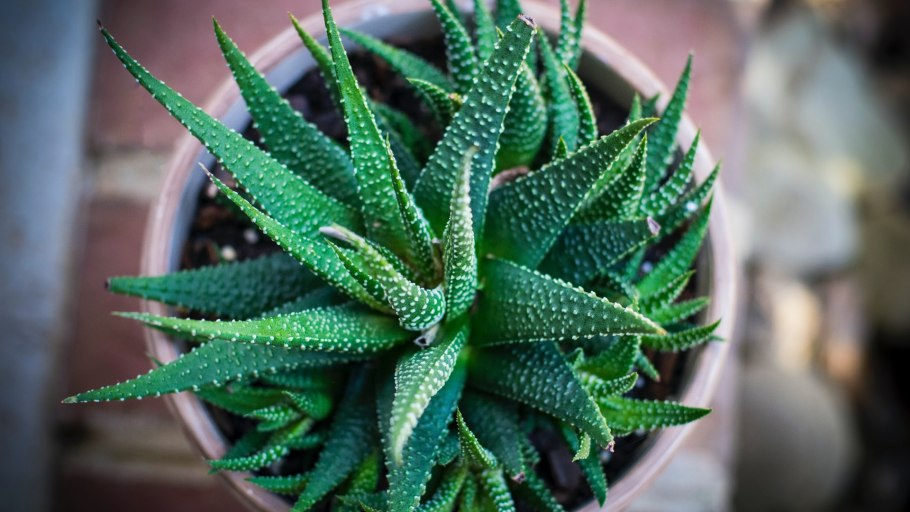 Алоэ Вера древовидное столетник