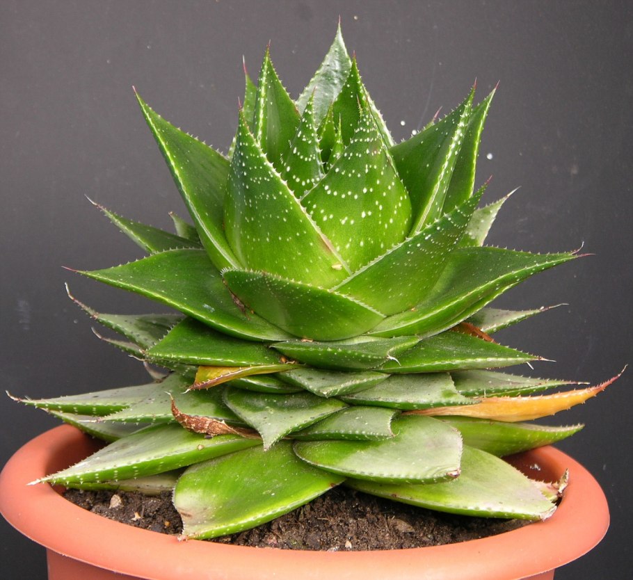 Кипр алоэ растение