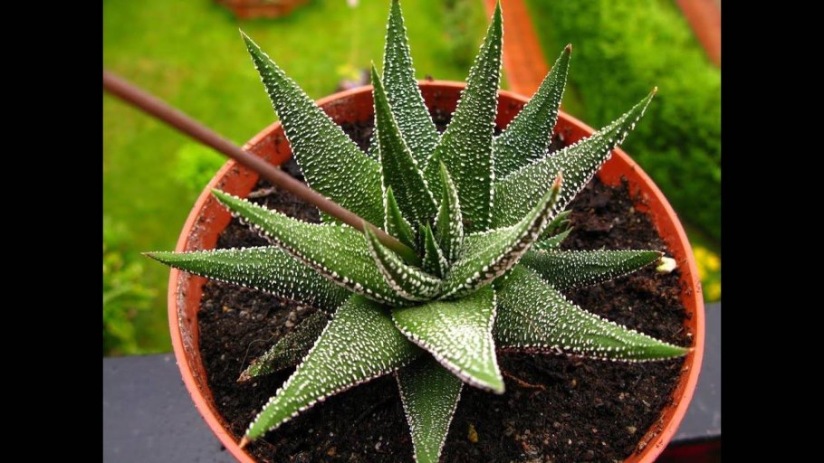 Алое древовидное столентий