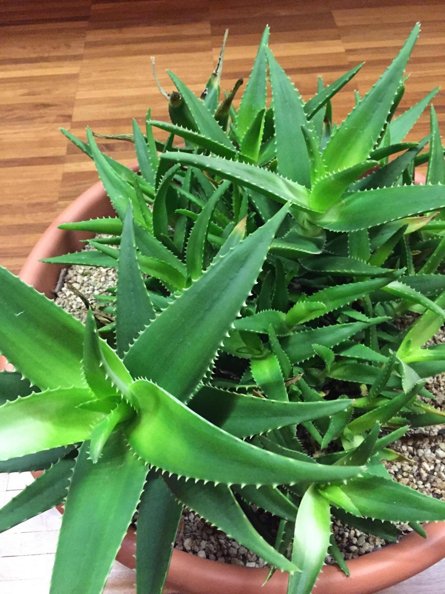 Алоэ черноколючковое