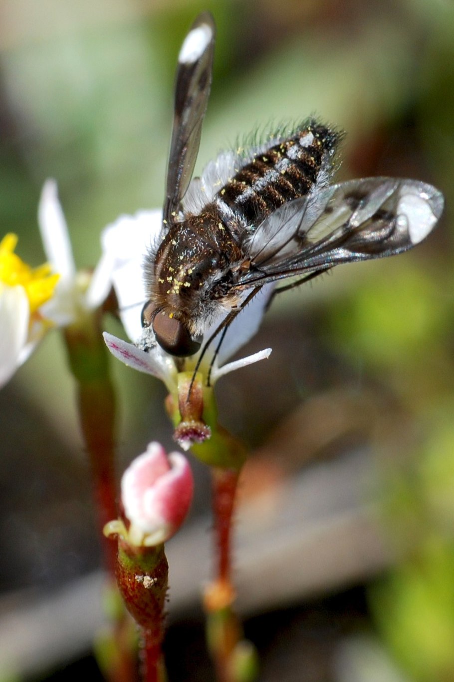 Стилидиум злаколистный