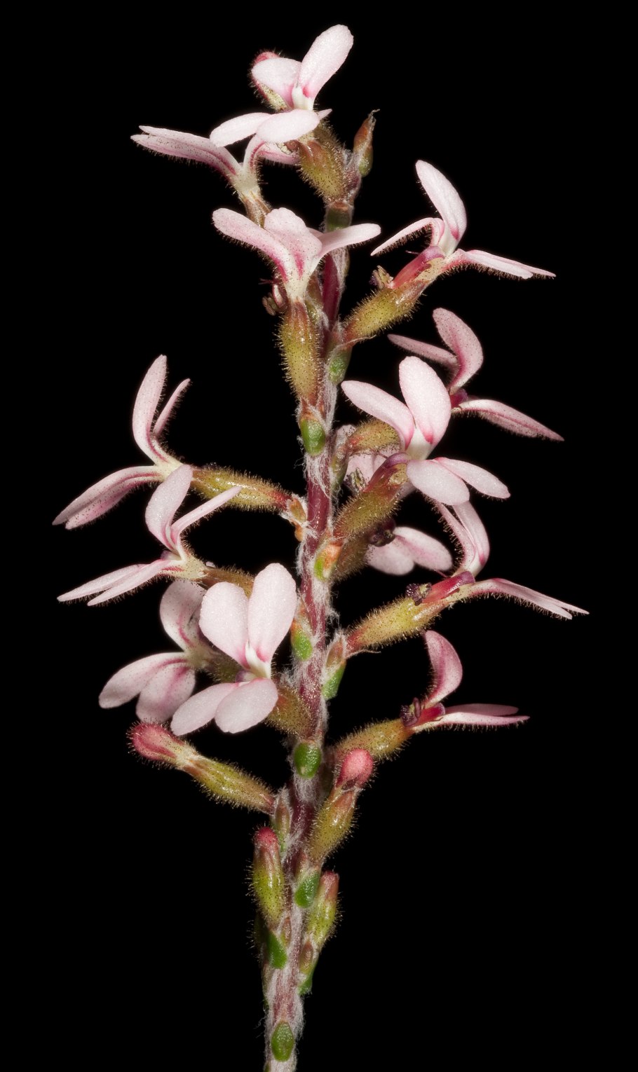 Stylidium graminifolium