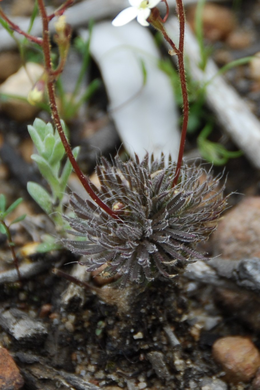 Стилидиум злаколистный липкие волоски