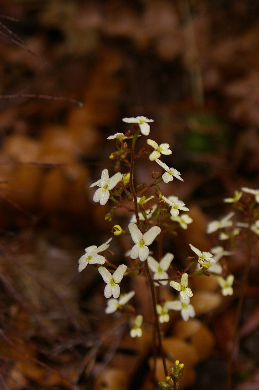 Стилидиевые