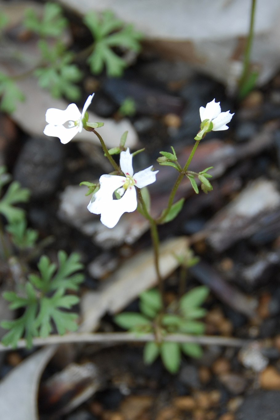 Стилидиум Хищные растения