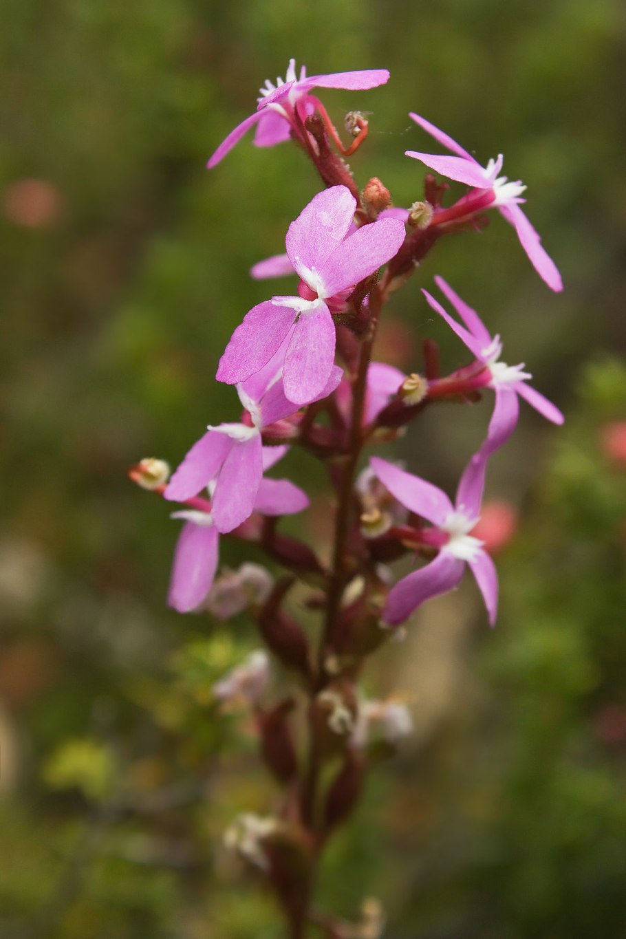 Бумеранг цветы