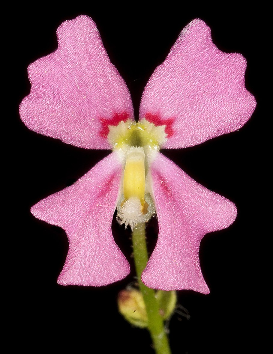 Cyathophyllum caespitosum Goldf