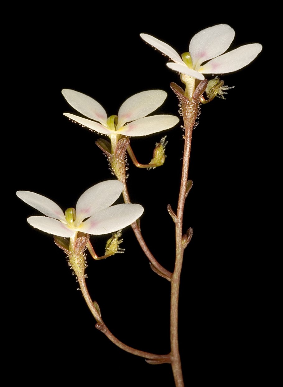 Stylidium turbinatum
