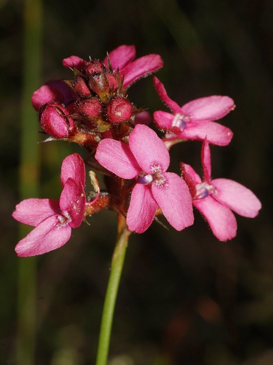 Стилидиум Хищные растения