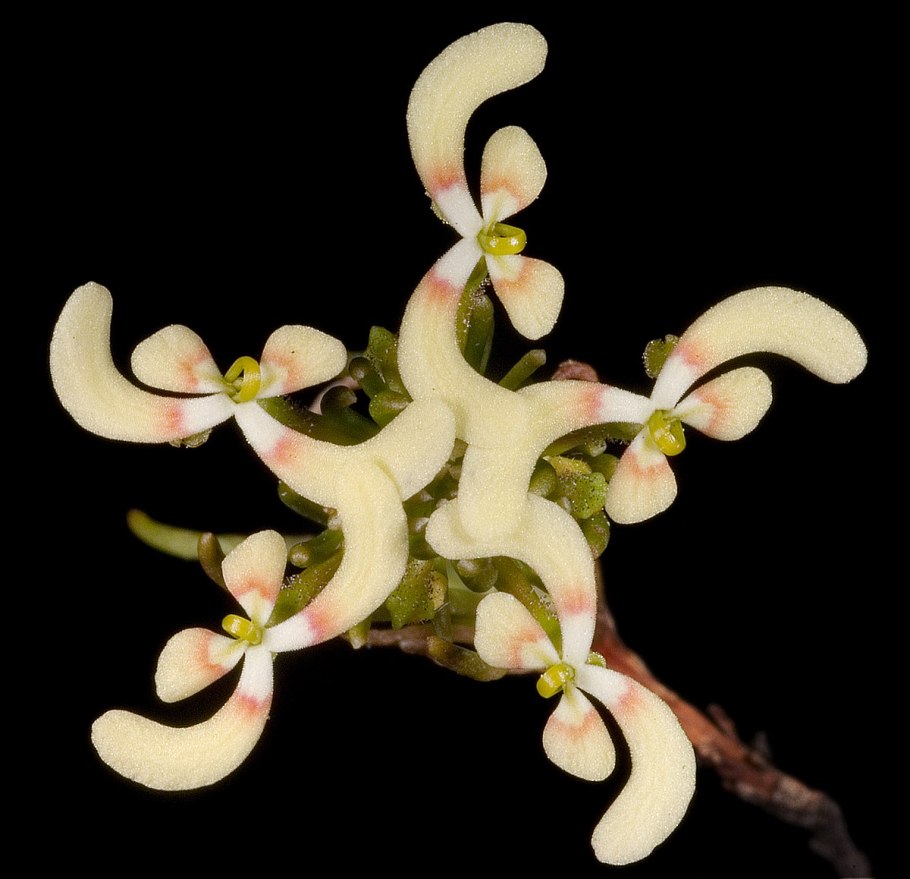 Stylidium graminifolium