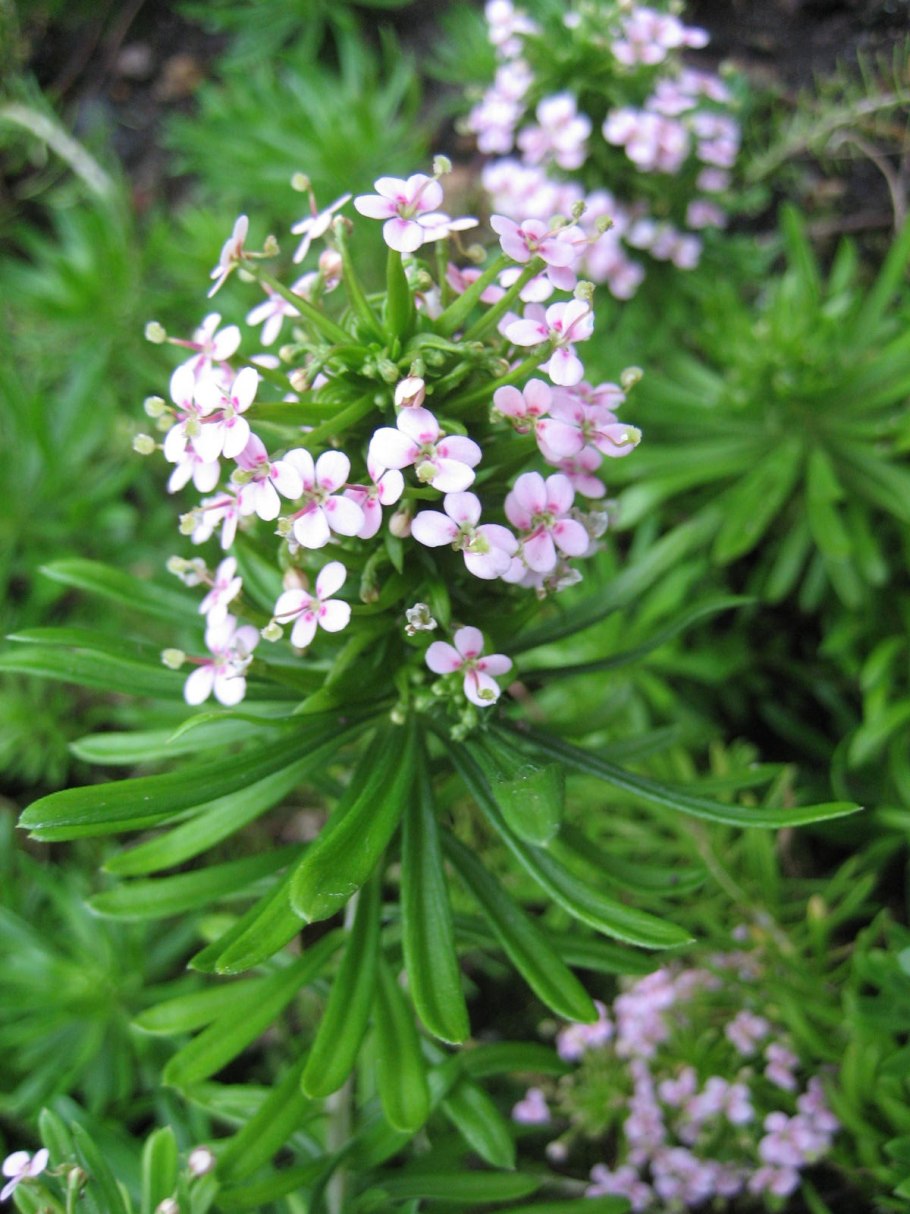 Эриогонум метельчатый