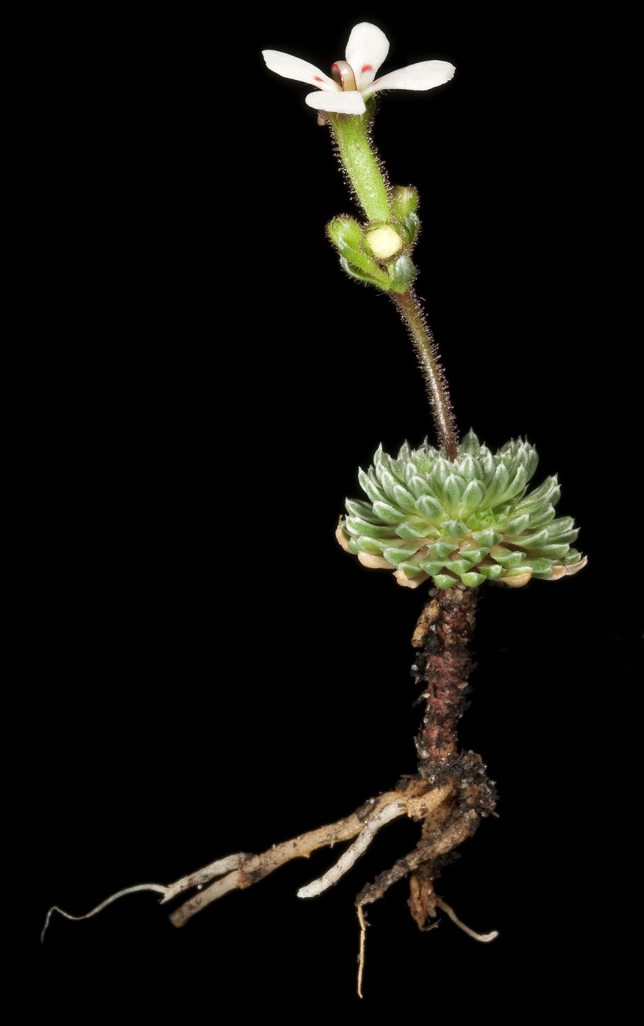 Anthidielum perplexum