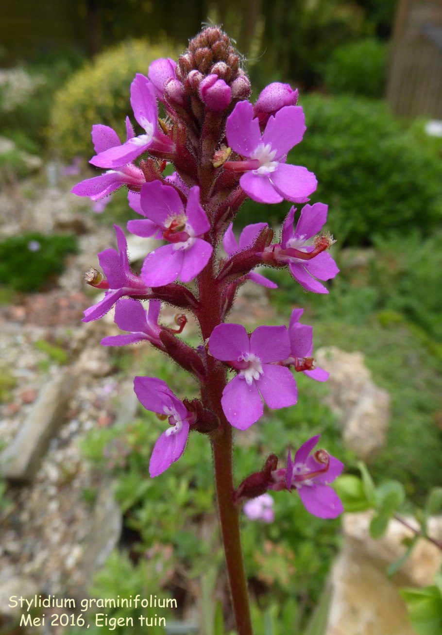 Растение Стилидиум