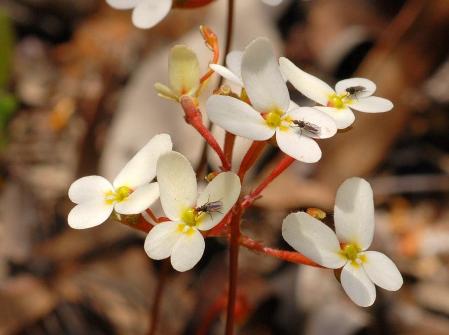 Stylidium graminifolium