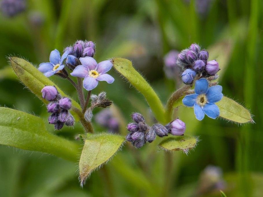 Незабудка Лесная Myosotis sylvatica