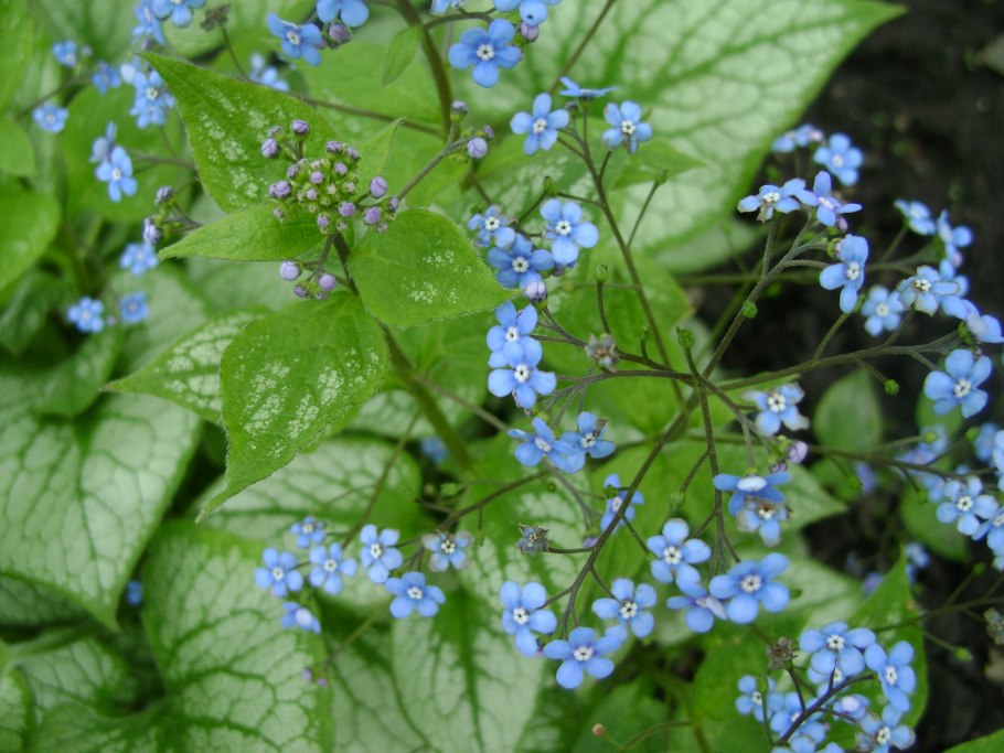 Descurainia tanacetifolia