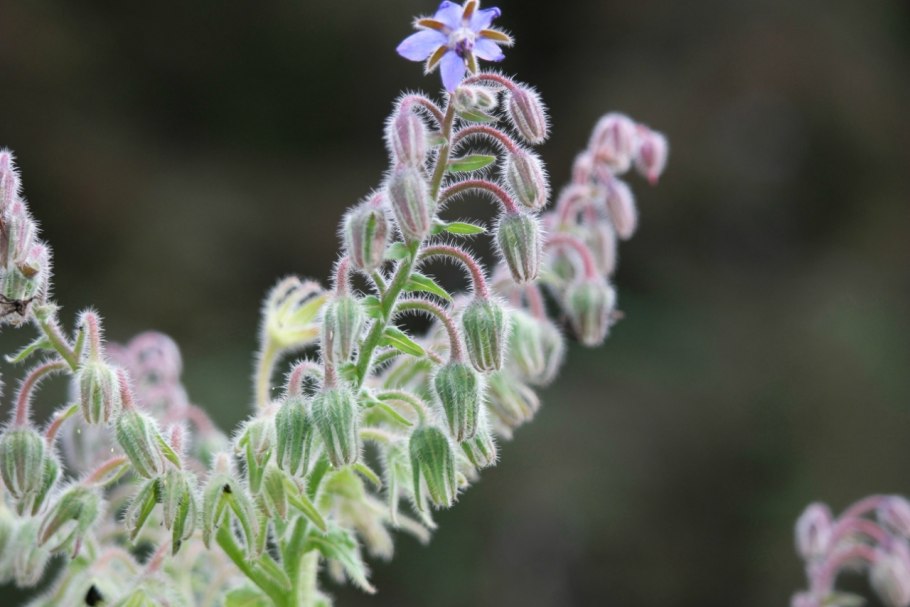 Бораго (огуречная трава)Гном