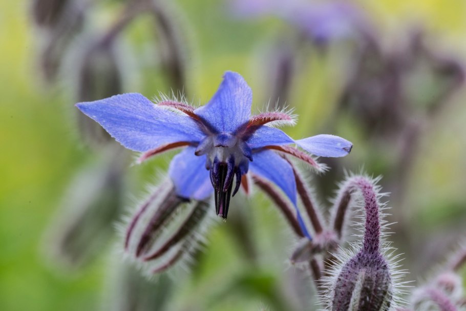 Эхиум Подорожниковый