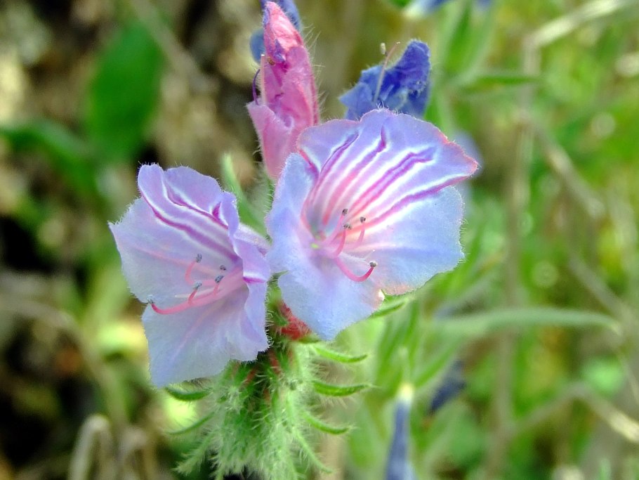 Соцветия бурачниковых