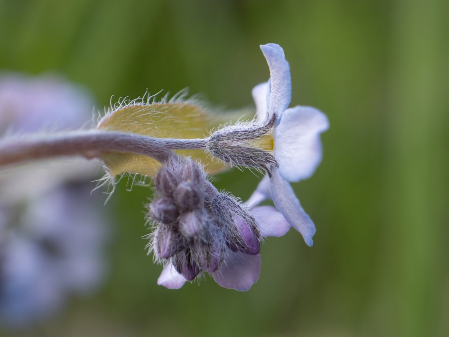 Незабудка Бурачниковые