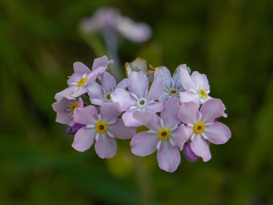 Окопник кавказский Symphytum caucasicum