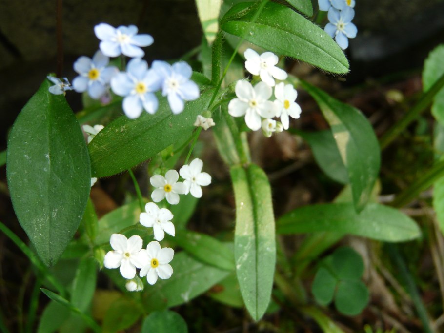 Бурачниковые (Boraginaceae)