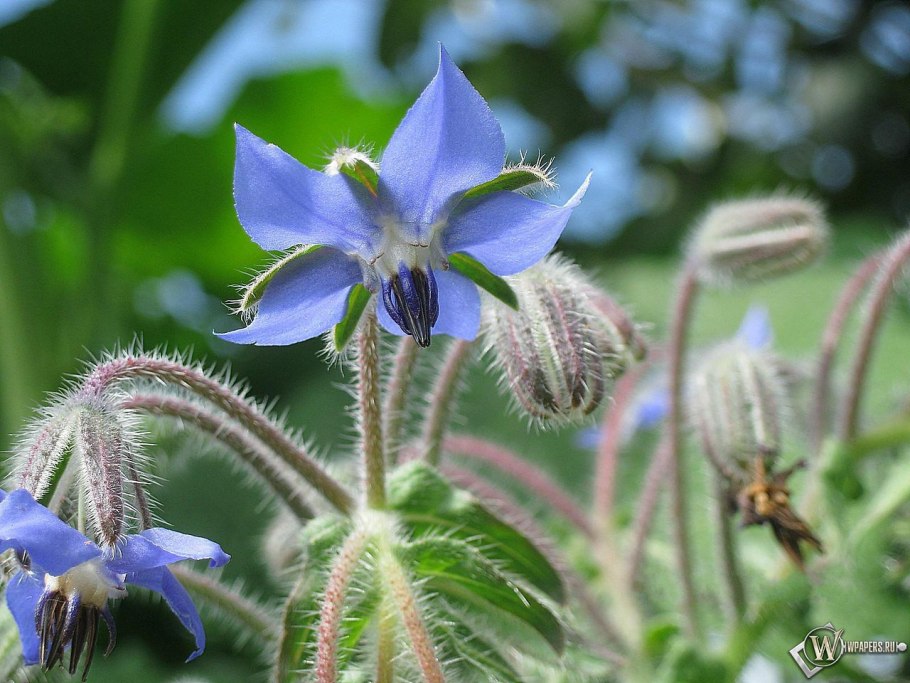 Тисы Бруннера плющ