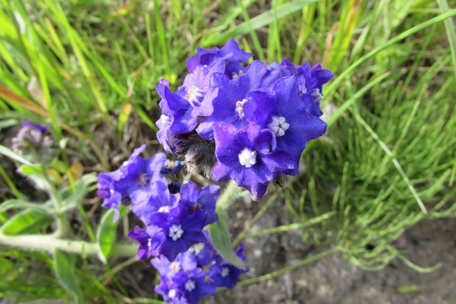 Циноглоссум чернокорень