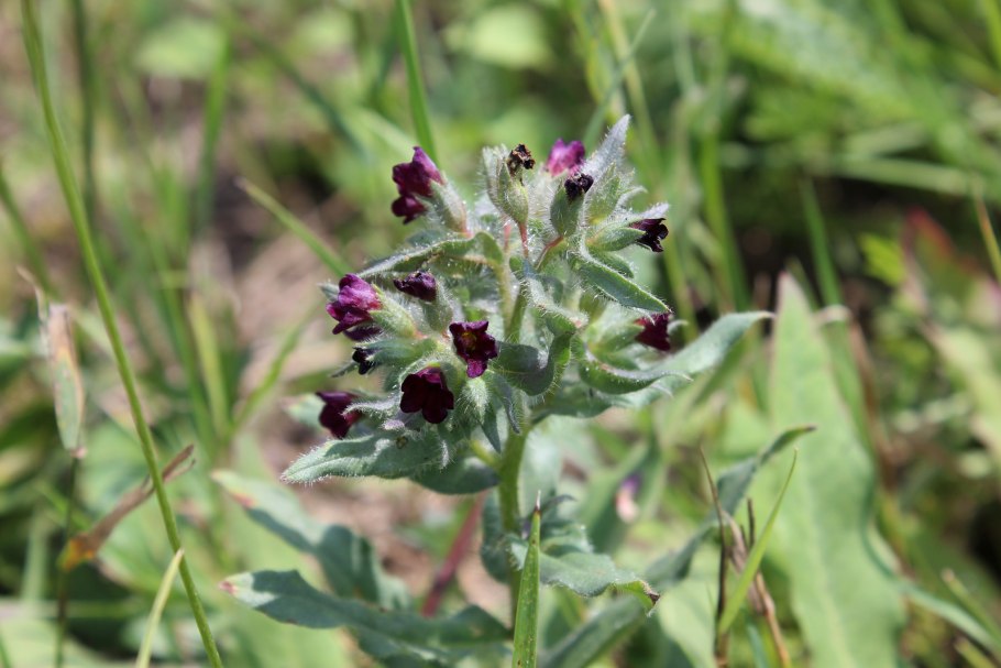 Семейство Бурачниковые