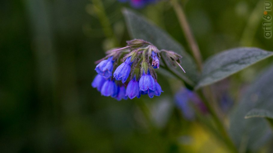 Бурачниковые соцветие