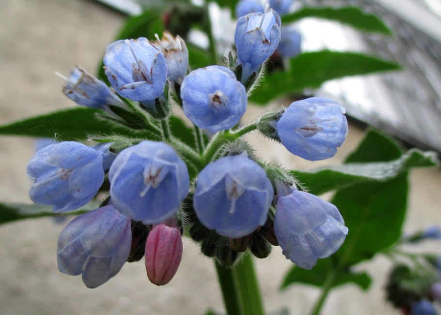 Бурачниковые (Boraginaceae)
