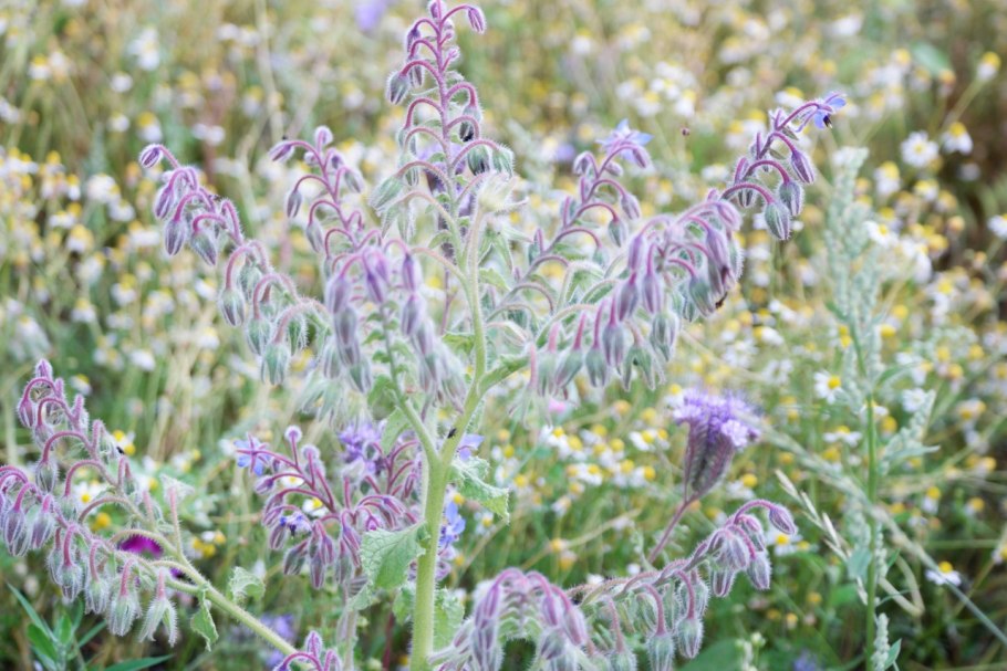 Нонея темно-бурая