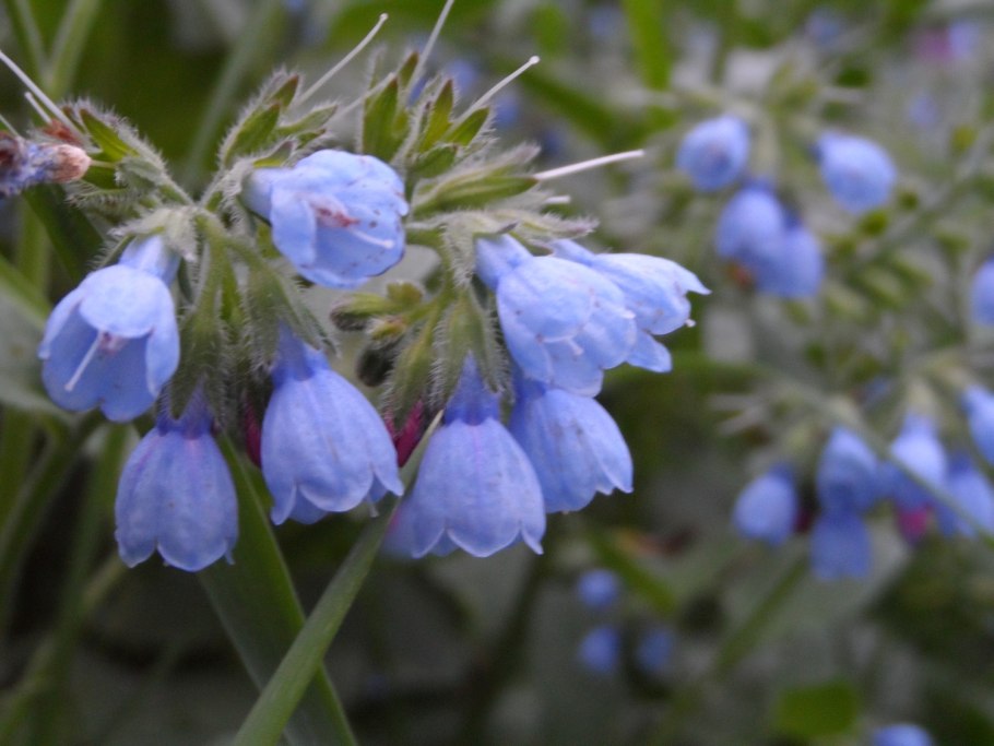 Огуречник бораго