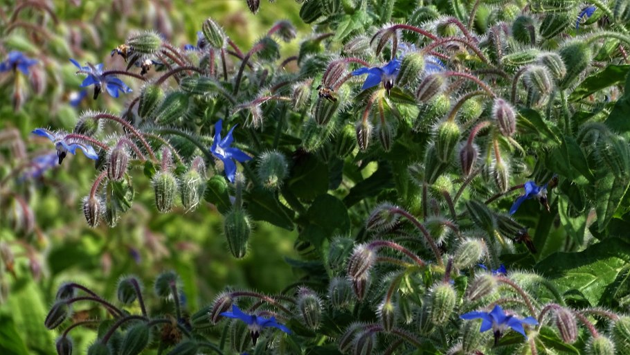 Бурачниковые (Boraginaceae)
