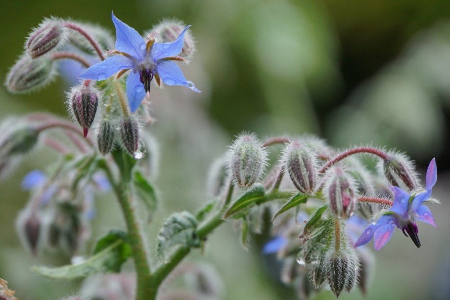 Медуница колючая