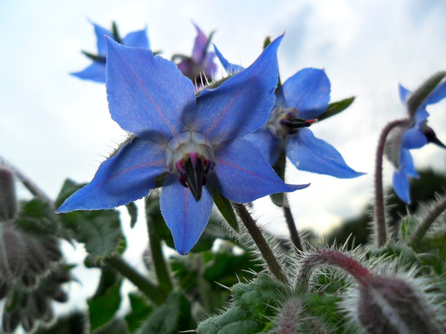 Соцветия бурачниковых