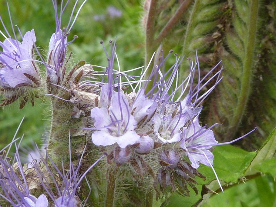 Засушенная Незабудка Лесная