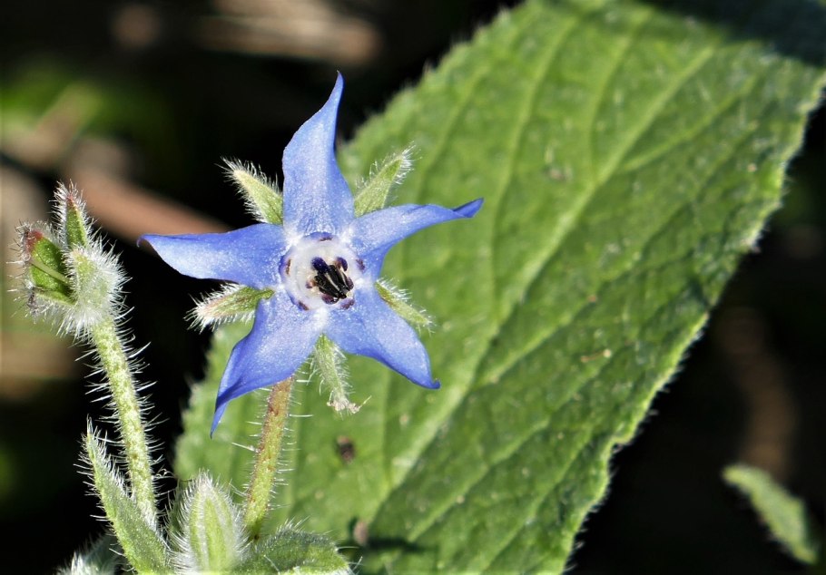Барагуа огуречная трава