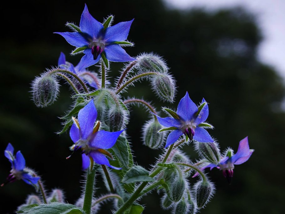 Borago officinalis, Borage