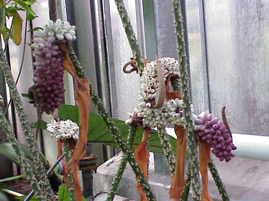 Анхоманес разнолистный