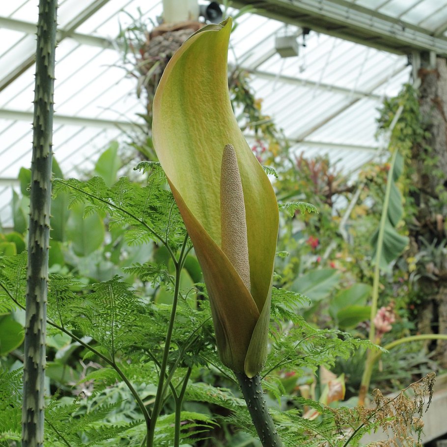 Анхоманес разнолистный